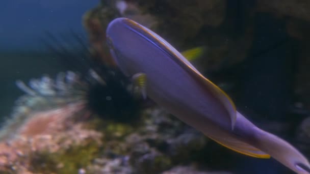 Yellowtale Tang Στο Ενυδρείο Κολύμπι Γύρω Από Κοράλλια Μπλε Φόντο — Αρχείο Βίντεο