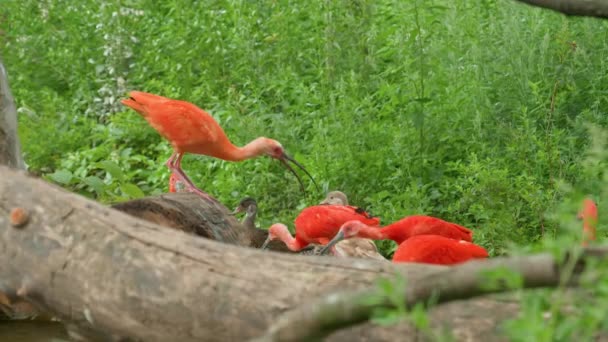 Ένα Μάτσο Κόκκινα Ibi Που Τρέφονται Στο Ζωολογικό Κήπο Επιβράδυνε — Αρχείο Βίντεο