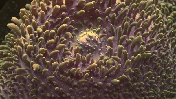 Zooming Out Underwater Pink Brown Coral Reef — Wideo stockowe