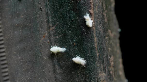 White Aphid Moving Black Car Tyre Macro Lens Shot — Stok video