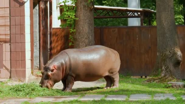 Jeune Hippopotame Mange Herbe Dans Zoo — Video
