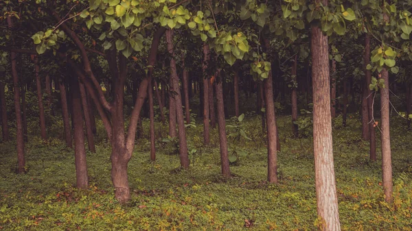 Due to its height and encirclement, many trees standing in the middle of the forest, forming a terrace