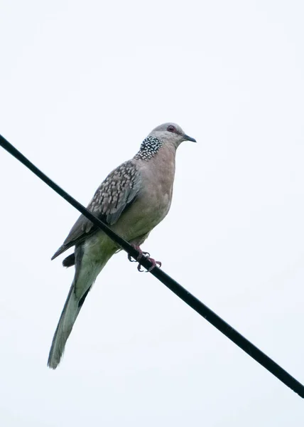  A spotted dove bird sitting on the rope in isolated white background