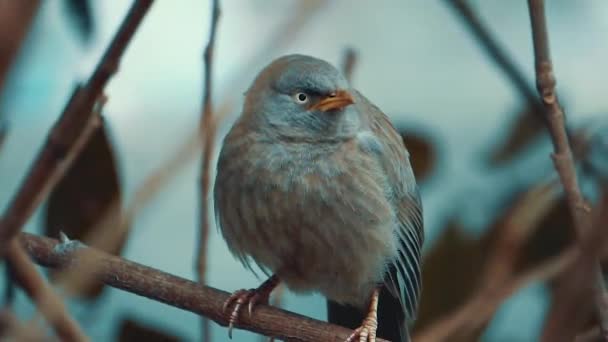 Balbuceador Selva Aves Sentado Una Rama Árbol Mirando Hacia Arriba — Vídeo de stock