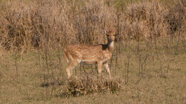 Geyiklerin dişi çocuğu yiyecek aramak için orta yerde tek başına dolaşıyor.
