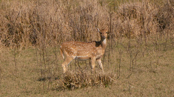 Geyiklerin dişi çocuğu yiyecek aramak için orta yerde tek başına dolaşıyor.