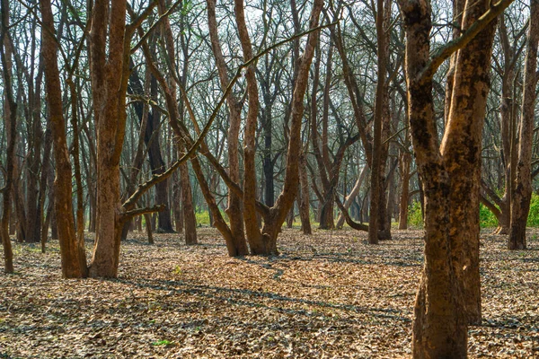 Kuzey parke ağaçları ve yeşil çimlerde yapraklar