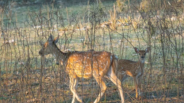 Kızılderili beyaz benekli geyik, genç geyik yavrusuyla birlikte tarlada yürüyor.