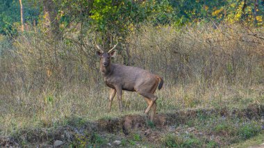 Ormandan geçen erkek sambar geyiği.