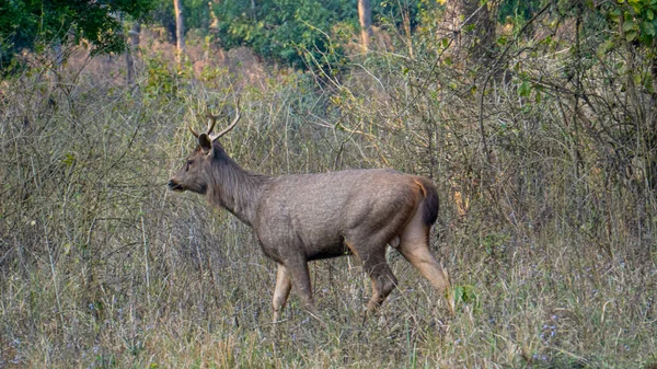 Erkek büyük boynuzlu sambar geyiği yolu geçerken ona bakar.