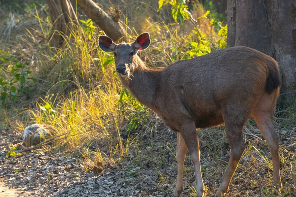 Dişi sambar geyiği güneş ışınlarının arkasındaki ormandan geçiyor.