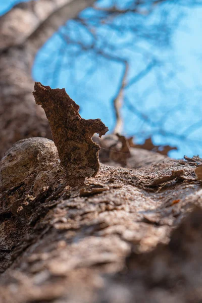 Kuzey parke ağaçları ve yeşil çimlerde yapraklar