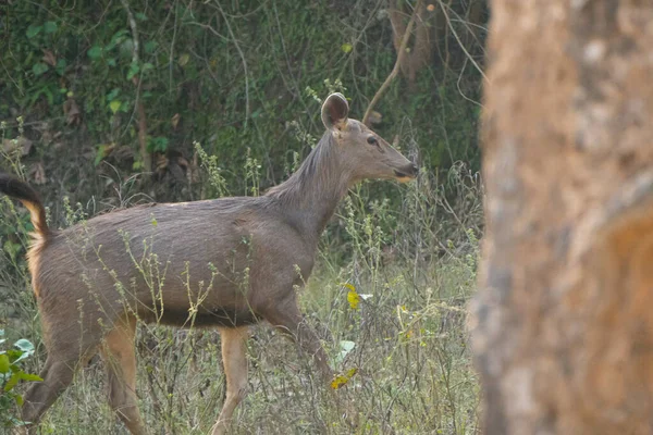 Female Sambar Deer Roaming Middle Ground Alone Search Food — Stock Photo, Image