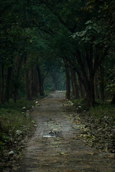 Ormandaki ağaçların arasından geçen bir yolun portresi.