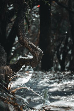 Ağaç gövdesinin karamsar temalı portresi izole edilmiş koyu arkaplan