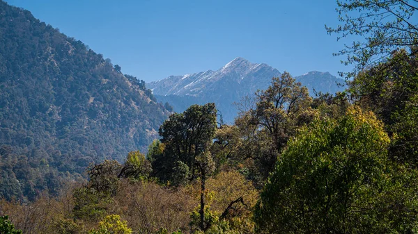 Önlerinde güzel karla kaplı dağlar, yüksek dağlarda birçok ağaç ve şu ağaçların arkasında dağdaki karla kaplı çarşaf var. 