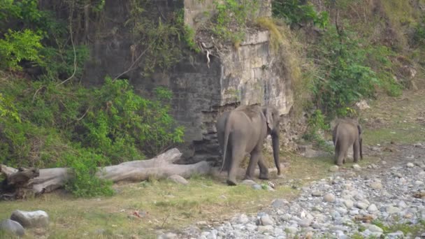Слон Слон Выходят Леса Берегу Сухой Реки — стоковое видео