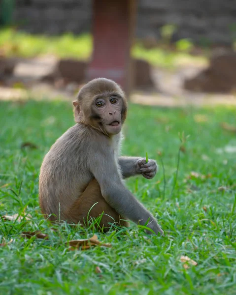 Maymun çayırda oturuyor, dik dik bize bakıyor.