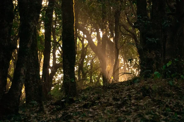 Atrás Das Árvores Floresta Toda Atmosfera Iluminou Com Raio Luz — Fotografia de Stock