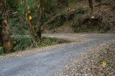 Ağaçların etrafındaki yapraklar ve çiçekler ormandan geçen dolambaçlı yollara döküldü.