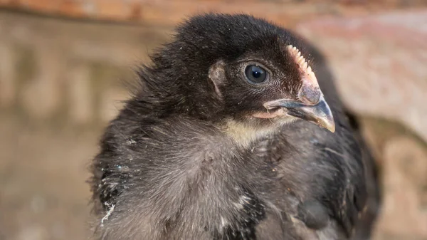 Gözleri çok keskin ve büyük siyah topları olan tavuk bu büyük gözlerle yiyecek arıyor.