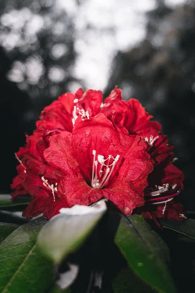 Dağlık bölgede en çok bulunan Burans çiçeğinin suyu vücut için çok yararlıdır.