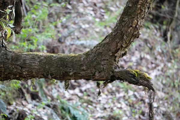 Çimenlerle kaplı bir ağacın gövdesi ormanda harika bir sunum yapıyor.