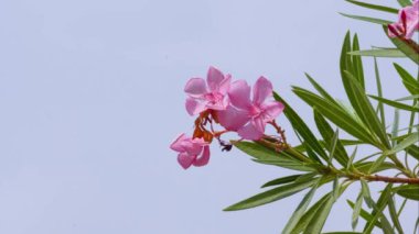 Pinky lily flowers are swinging with the wind, they are swaying in their own ecstasy