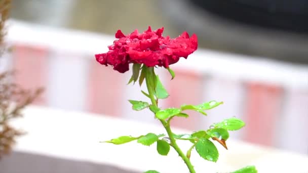 Rose Flower Depicted Every Detail Rose Depicted Every Part Twigs — Vídeo de Stock