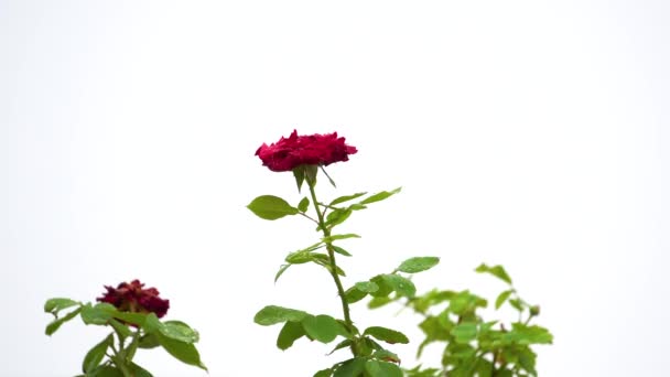 Detailed View Twig Leaves Rose Flower Thorn — ストック動画