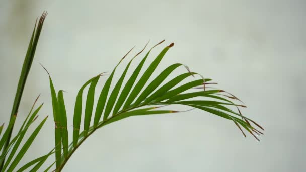 Кокос Рослина Пальмового Дерева Листя Якої Махає Мокрим Дощем — стокове відео