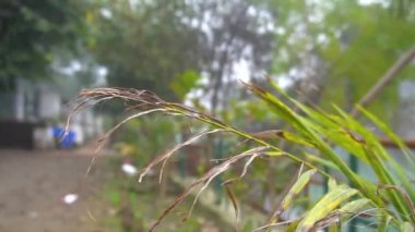 Grassland plants are swing in the flow of winds in the green area 
