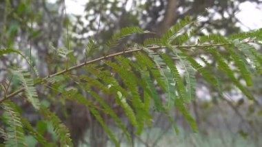 fern plant twigs are shaken by the gusts of wind.
