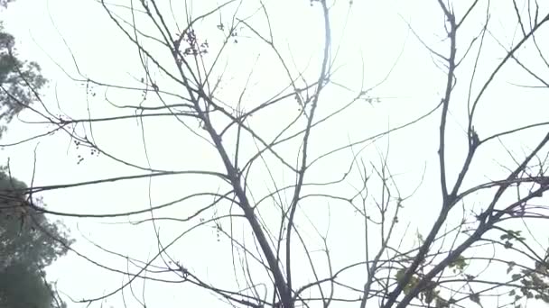 Dried Tree Trunks Standing Firmly Which Leaves Rarely Visible — Stockvideo
