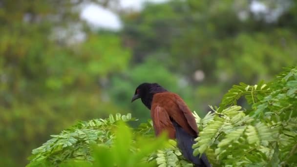 大公鳥はカッコウに属しています家族は赤い血の目で頭の前を見て木の上に座っています — ストック動画