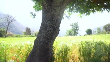 Ekin güneşinde yetişen buğdayın yeşil kararları