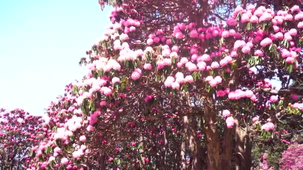 Burans Flower Which Found Most Mountainous Region Its Juice Very — Stockvideo