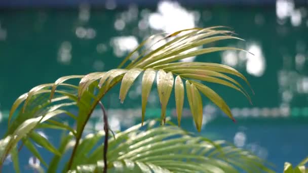 椰子树的叶子在游泳池的背风中摇曳 椰子是棕榈树的一种植物 叶子在摇曳 — 图库视频影像