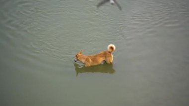 Daha az derin nehirde yüzen kahverengi bir köpek aynı suyu içerek susuzluğunu gideriyor.