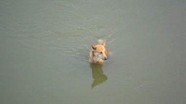 Daha az derin nehirde yüzen kahverengi bir köpek aynı suyu içerek susuzluğunu gideriyor.