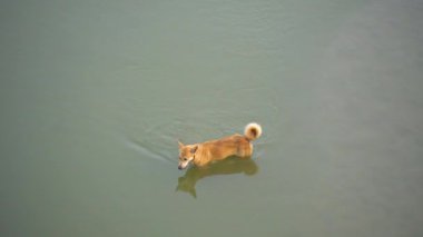 Daha az derin nehirde yüzen kahverengi bir köpek aynı suyu içerek susuzluğunu gideriyor.