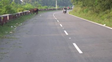 Açık Zerdeçal Yolu 'nun kenarında yeşil çimlerde otlayan inek ve trafiğin koşuşturması