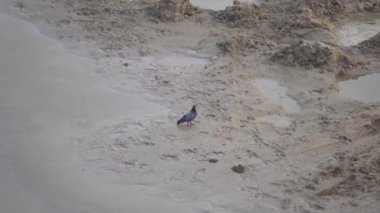 Güvercinler, alçak suların kıyısındaki soğuk kumlu bir yerde oradan oraya uçuyor.