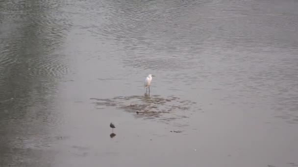 浅い川の真ん中の砂の表面に座っている白いサギ — ストック動画