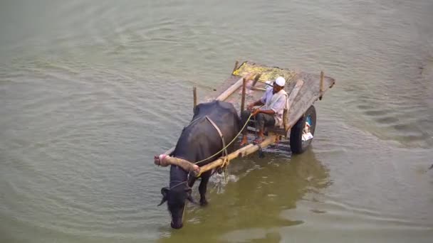 黒い水牛は 商品を運ぶために使用されるより少ない水深で水を飲むために労働者によって取られます — ストック動画