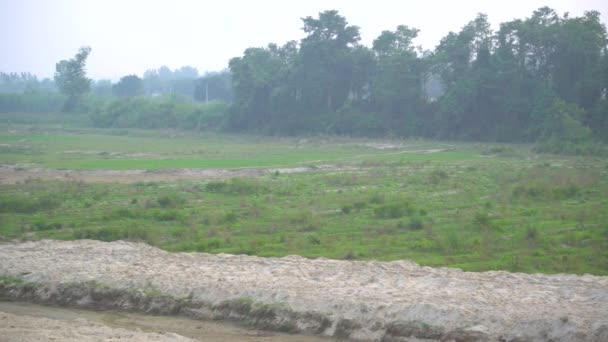 Otwarte Pole Otaczające Brzeg Rzeki Wieloma Drzewami Których Wypływa Woda — Wideo stockowe