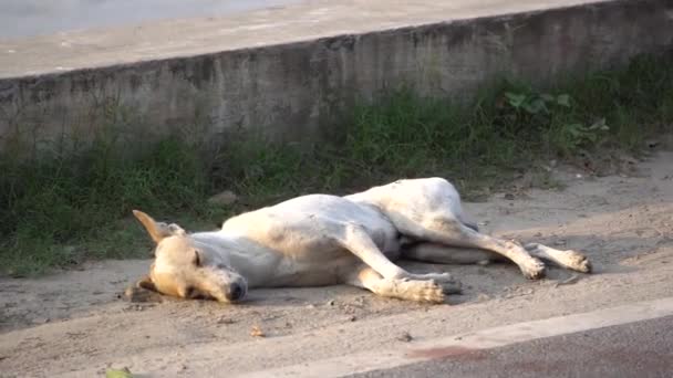 Anjing Itu Tidur Dengan Nyaman Tempat Berpasir Yang Sejuk Pinggir — Stok Video