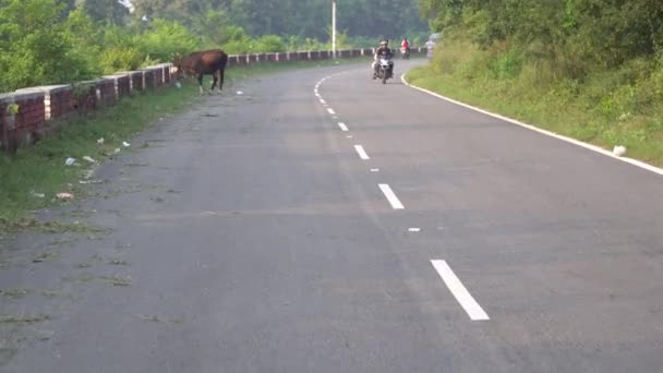 Cow Grazing Green Grass Side Open Turmeric Road Traffic Rushing — Stock Video