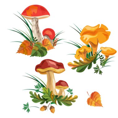 Mantar seti. Üç çeşit mantar. Boletus, mantar chanterelle, turuncu başlıklı boletus..
