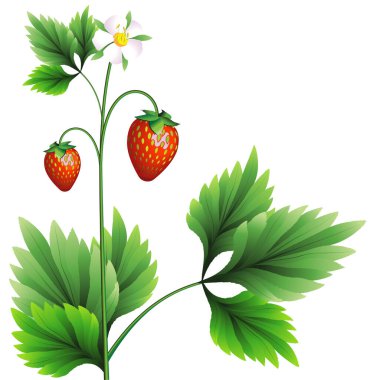 Kırmızı böğürtlenli orman çilekleri, beyaz çiçek, yeşil yapraklar. Vektör çizimi. EPS 10.